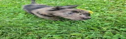 Mixed Breed dogs for sale: Mixed Breed 5 - Ad 6