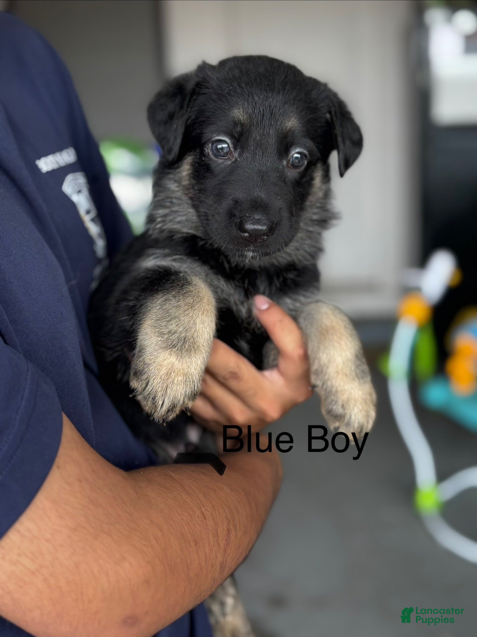 German Shepherd dogs German Shepherd 6 - Ad 12
