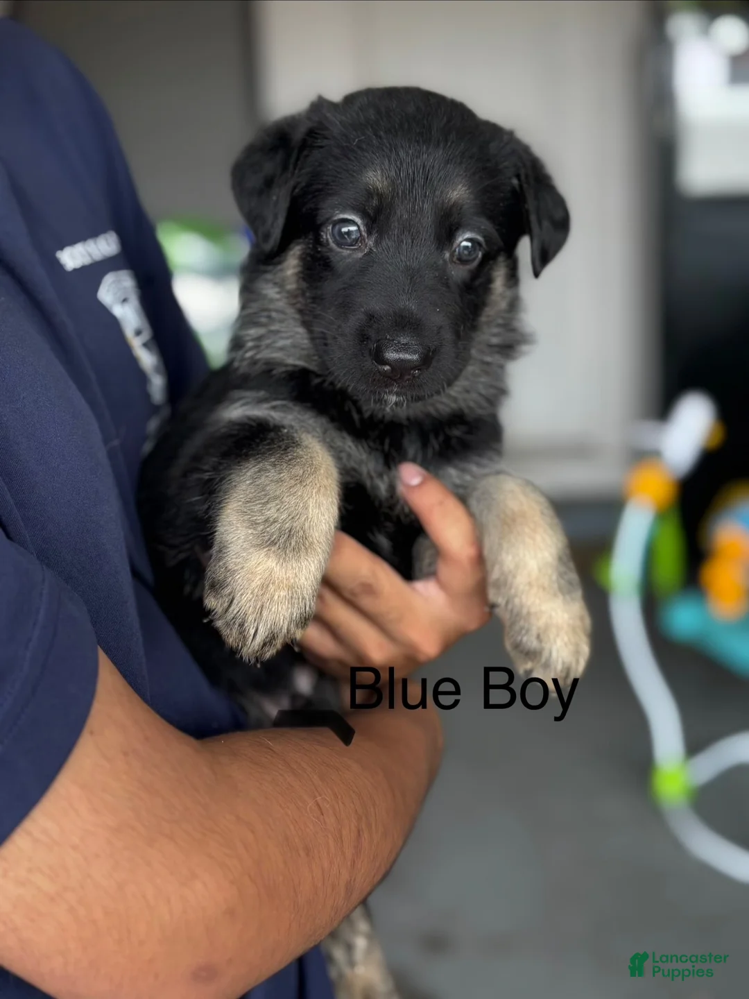 German Shepherd dogs for sale: German Shepherd 6 - Ad 1
