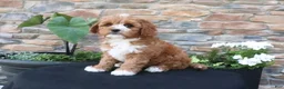 Cavapoo dogs for sale: Leo - Ad 4