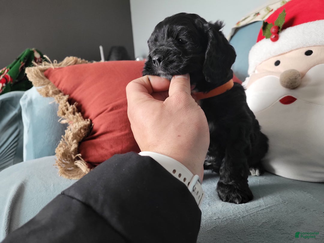 Cocker Spaniel dogs for sale: Cocker Spaniel Puppy 6 - Ad 5