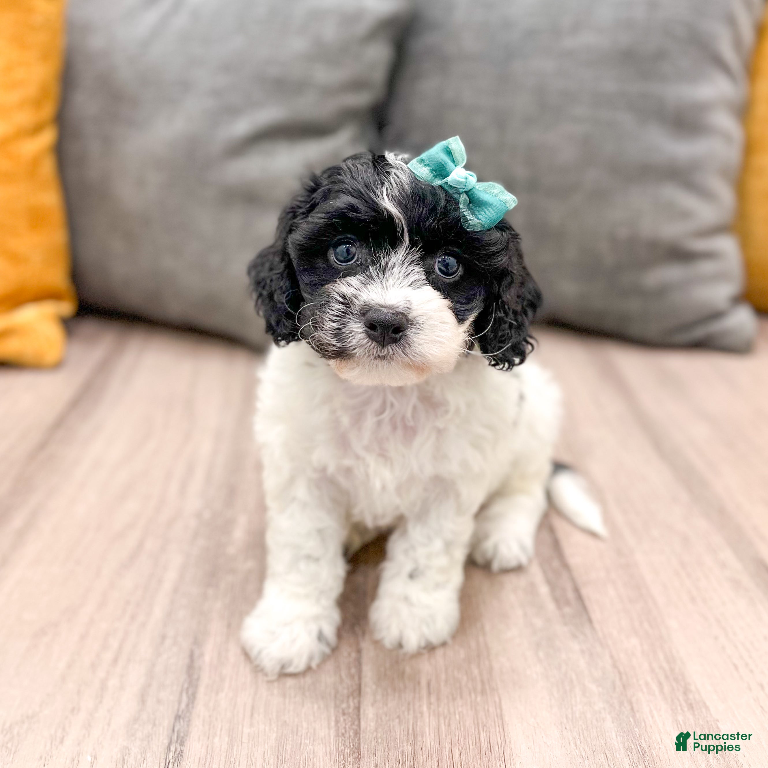 Cavachon dogs Nikki - Ad 1