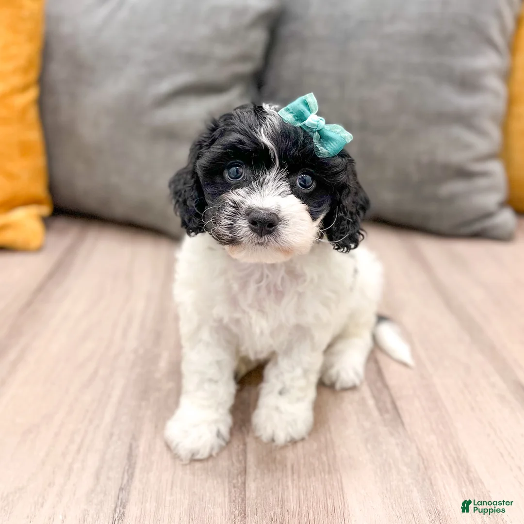 Cavachon dogs for sale: Nikki - Ad 1