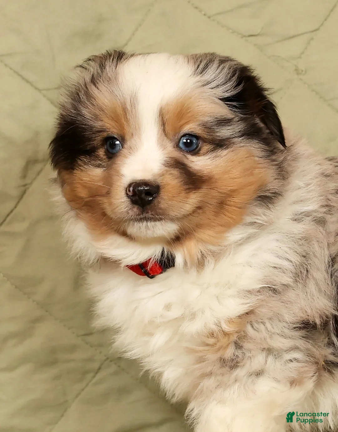 Miniature Australian Shepherd dogs for sale: Diego - Ad 9