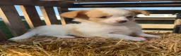 Chihuahua dogs for sale: Addy - Ad 4