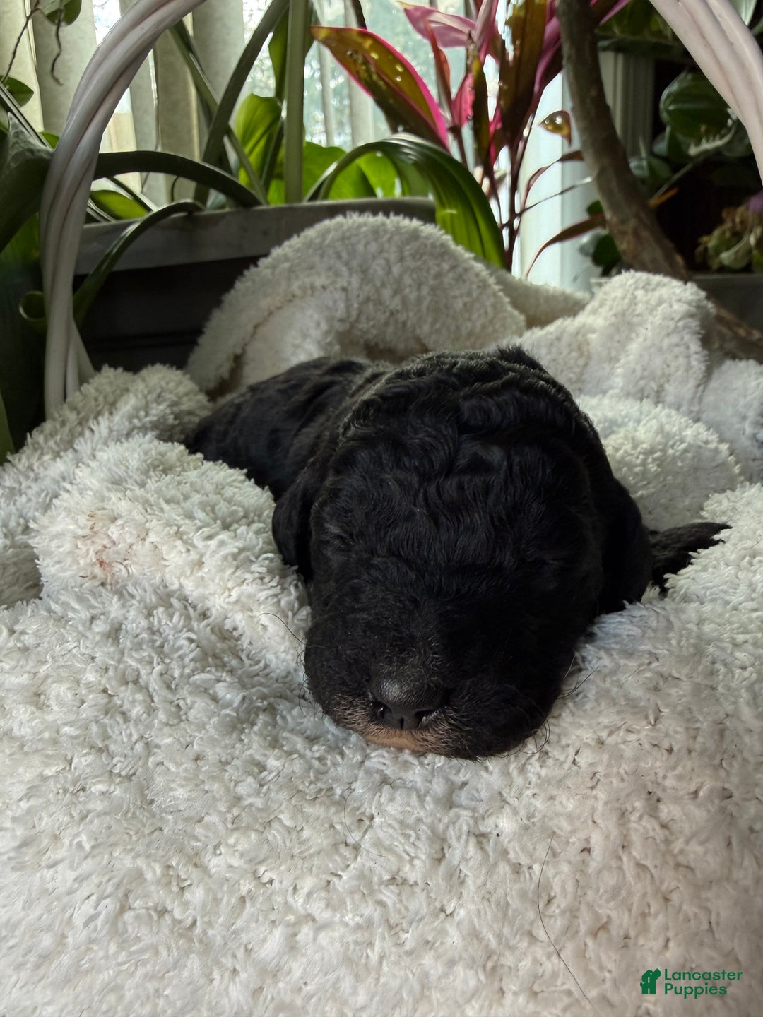 Mixed Breed dogs for sale: Charcoal - Ad 3