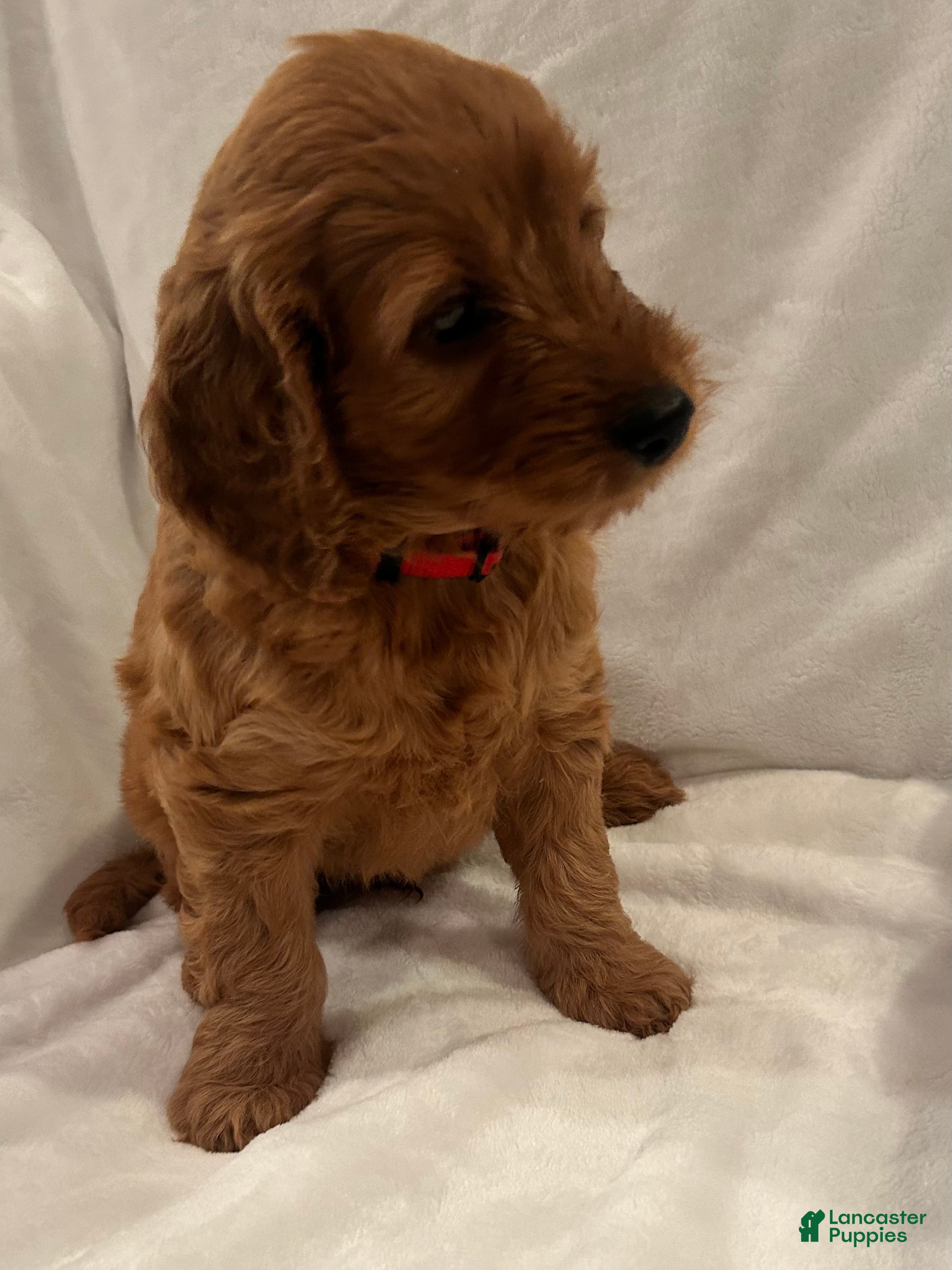 Goldendoodle dogs Red - Ad 1