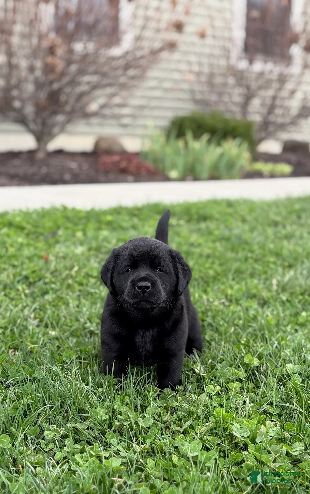 Labrador Retriever dogs for sale: Black female - Ad 2