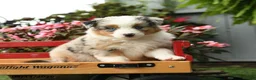 Australian Shepherd dogs for sale: Storm   - Ad 4