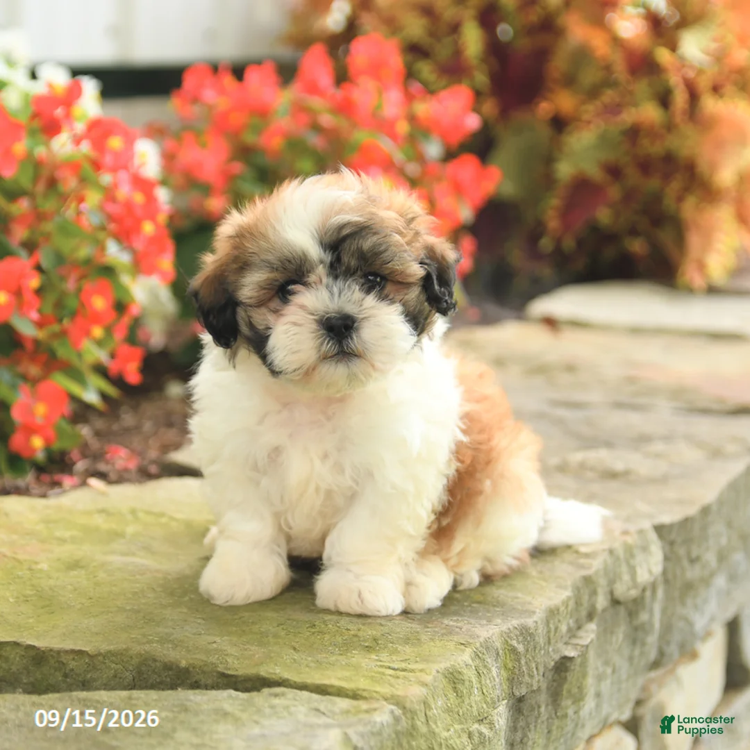 Teddy Bear dogs for sale: Jennifer - Ad 1