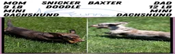 Miniature Dachshund dogs for sale: Kya - Ad 9