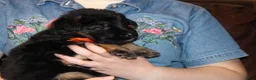 German Shepherd dogs for sale: Freida, Orange collar - Ad 3