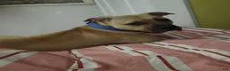 Mixed Breed dogs for sale: Kash - Ad 19