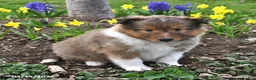 Shetland Sheepdog dogs for sale: Micah - Ad 4