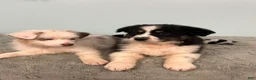 Australian Shepherd dogs for sale: Jollie  - Ad 3