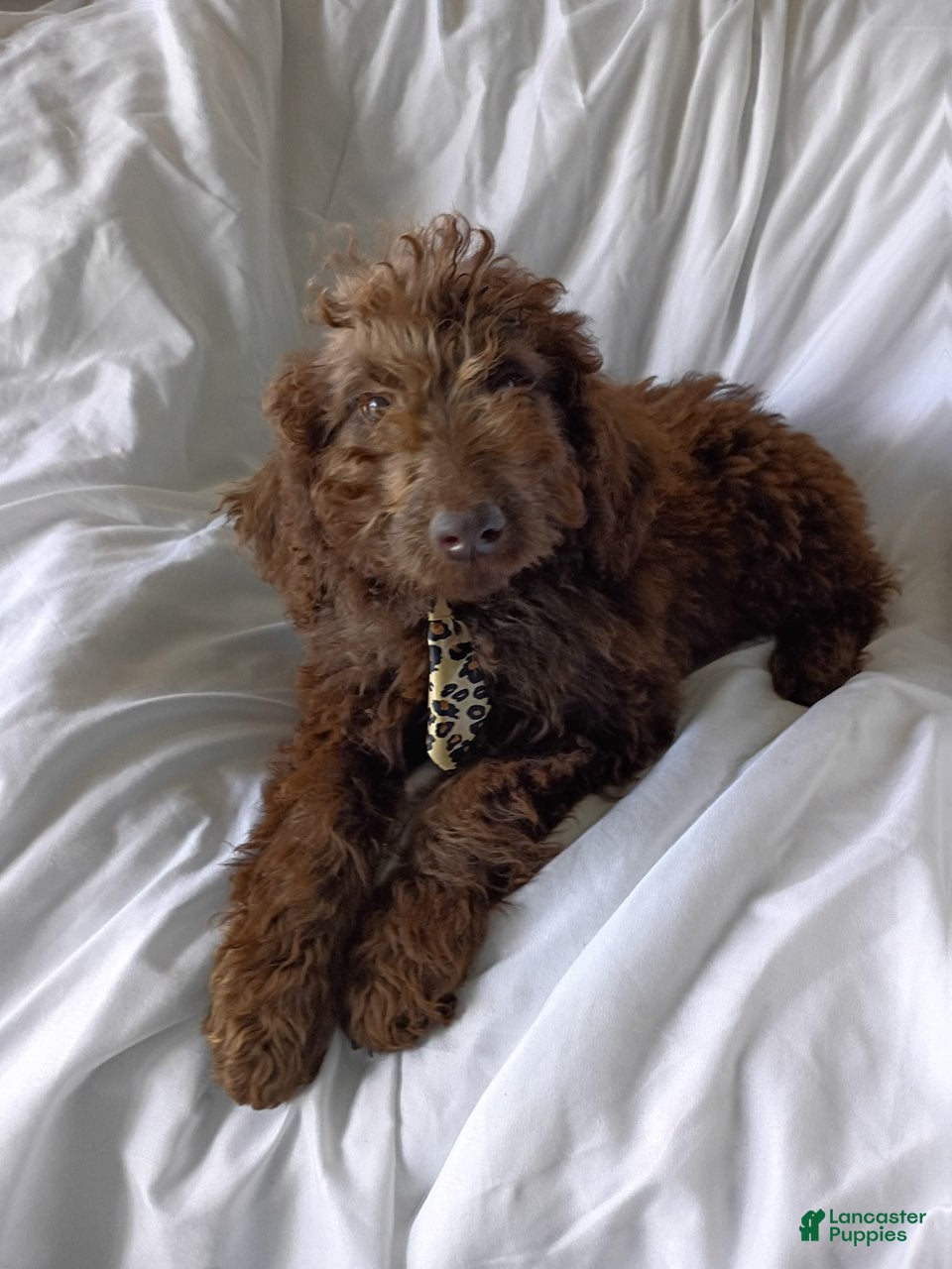 Labradoodle dogs for sale: Arno - Ad 4