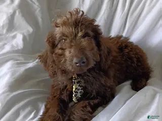 Labradoodle dogs for sale: Arno - Ad 4