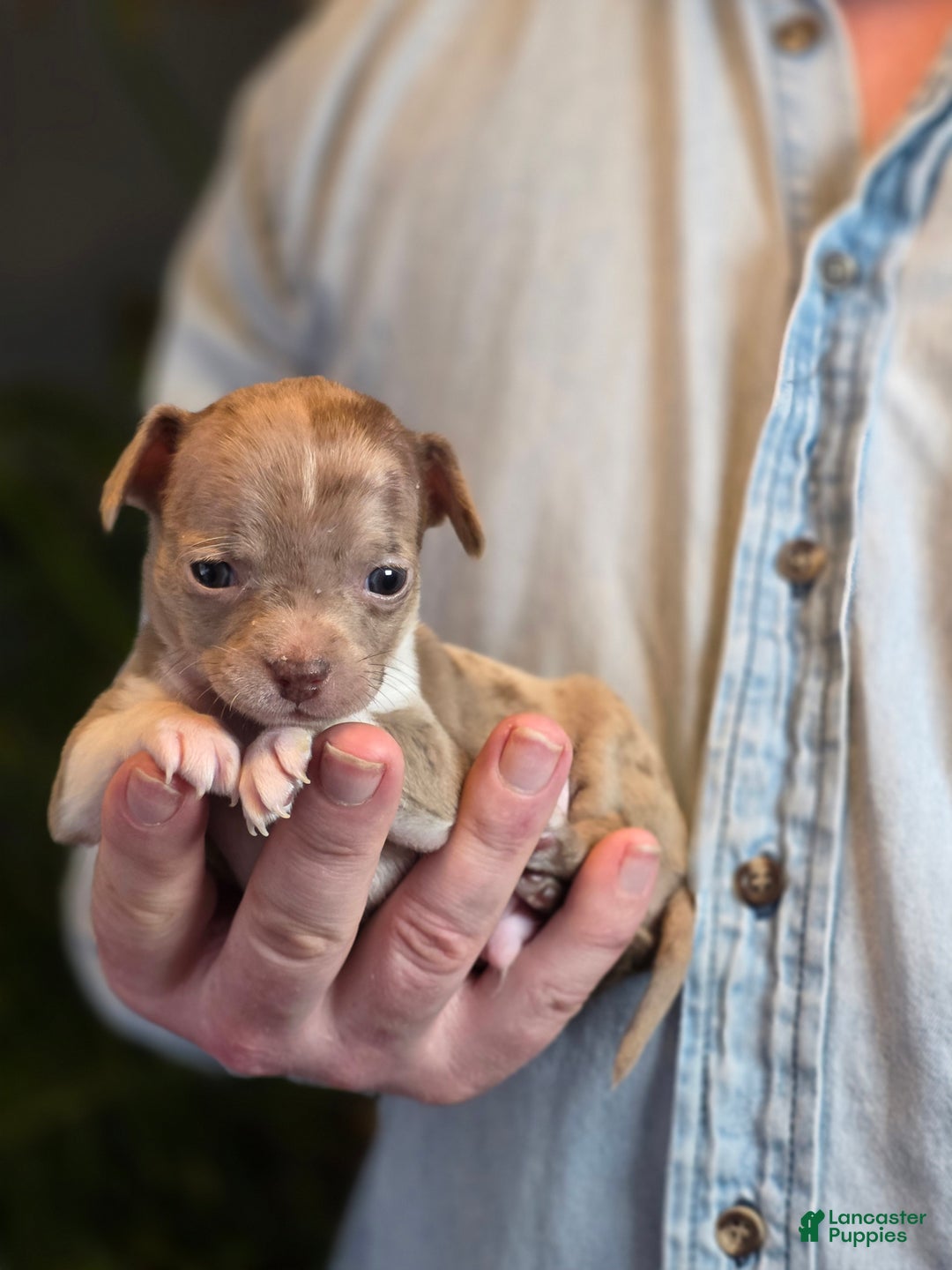 Chihuahua dogs for sale: Splash - Ad 17