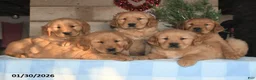 Golden Retriever dogs for sale: Annie - Ad 3