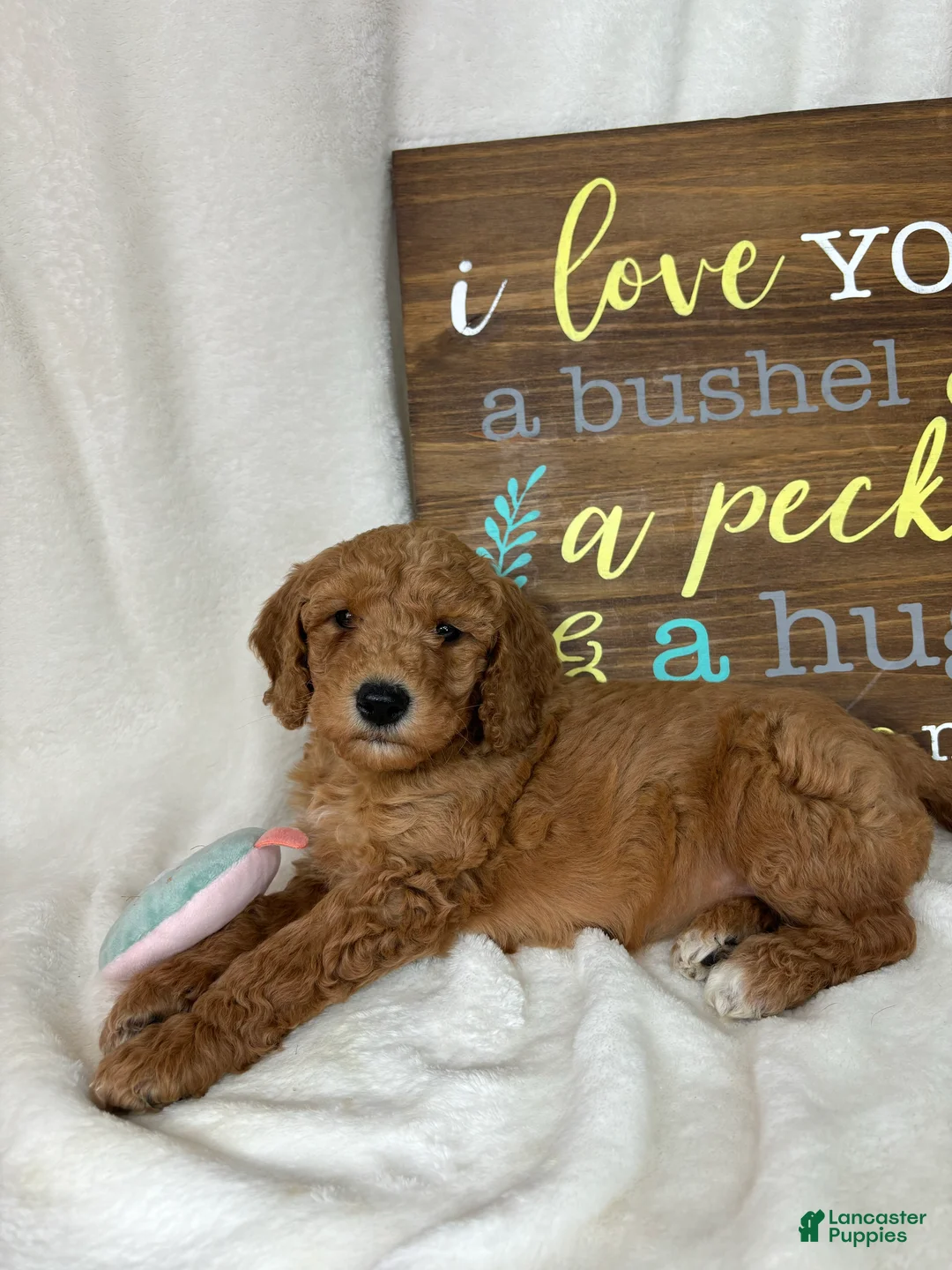 Mini Goldendoodle dogs for sale: Ginger - Ad 5