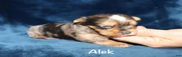 Yorkshire Terrier dogs for sale: Alek - Ad 1