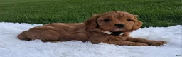 Cavapoo dogs for sale: Olive - Ad 1