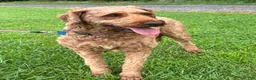 Irish Doodle dogs for sale: Maggie - Ad 14