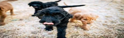 Goldendoodle dogs for sale: Ace - Ad 1