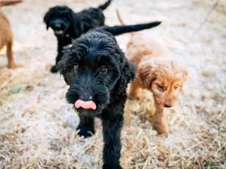 Goldendoodle dogs Ace - Ad 3