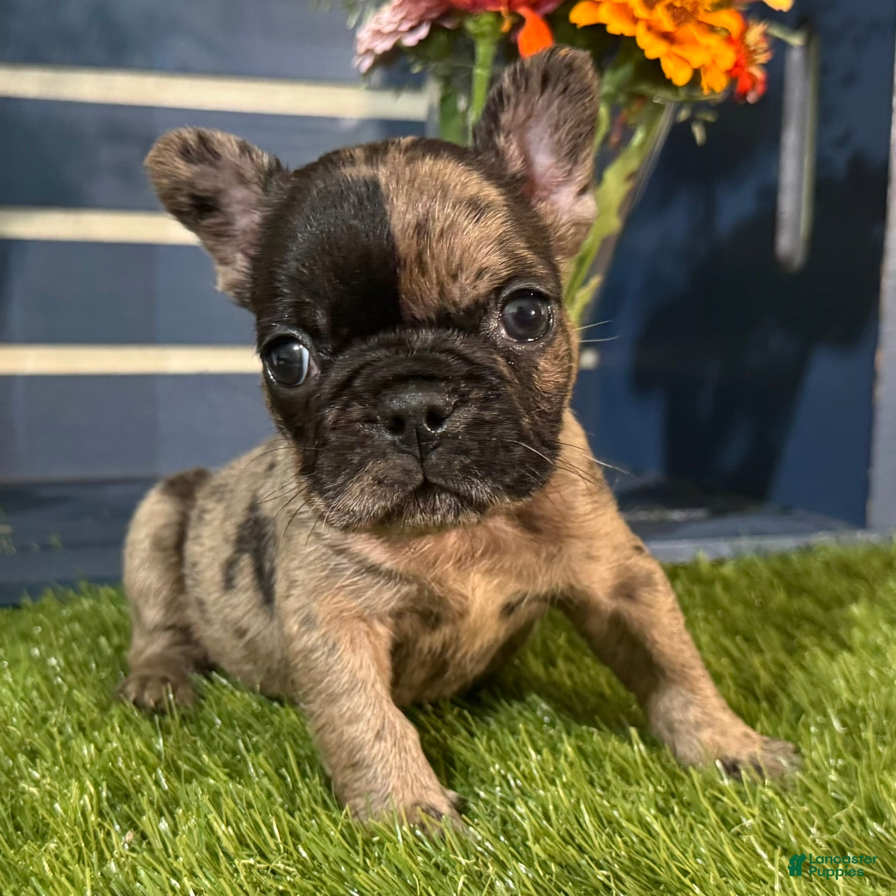 French Bulldog dogs Hank - Ad 2