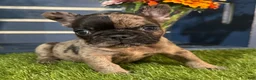 French Bulldog dogs for sale: Hank - Ad 2