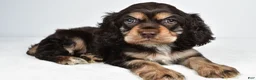 Cocker Spaniel dogs for sale: Champ - Ad 3