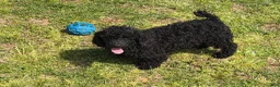 Toy Poodle dogs for sale: Arlo - Ad 4