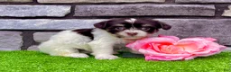 Havanese dogs for sale: Carla - Ad 3