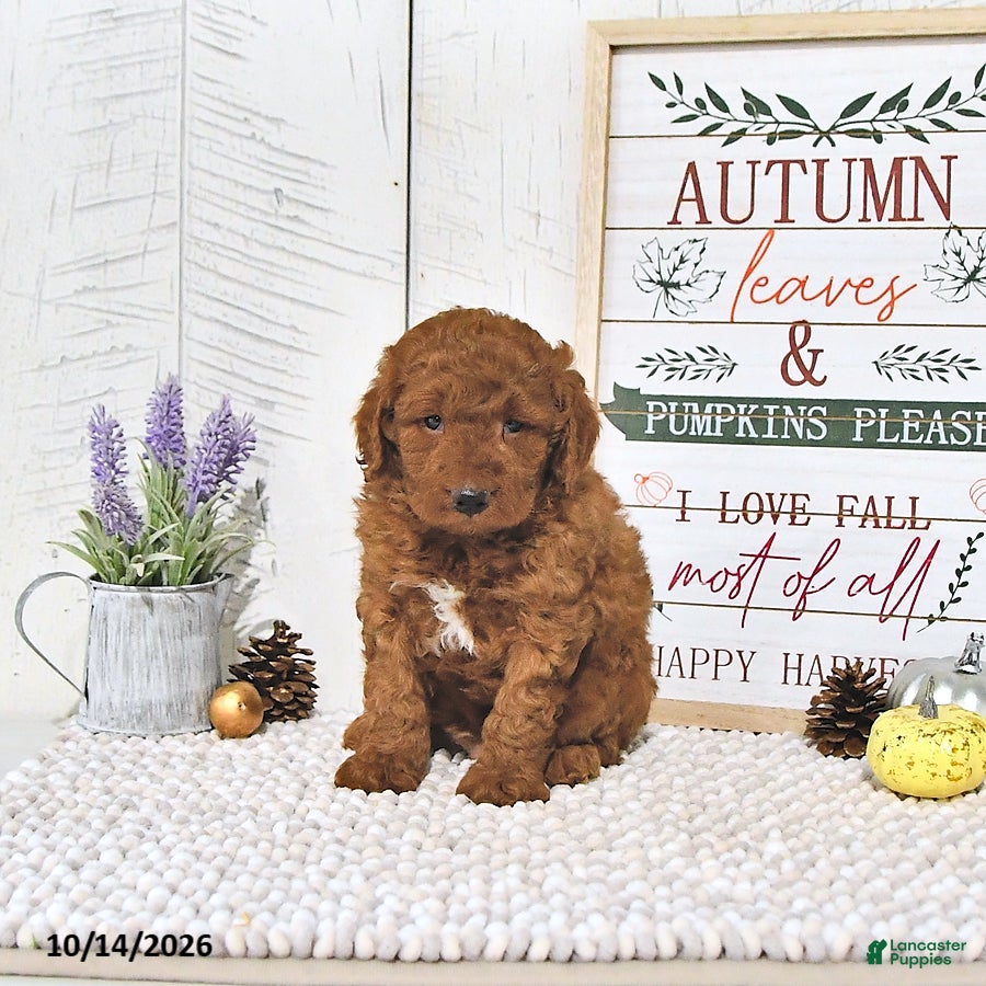 Mini Goldendoodle dogs for sale: Pumpkin  - Ad 2