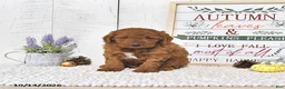 Mini Goldendoodle dogs for sale: Pumpkin  - Ad 2