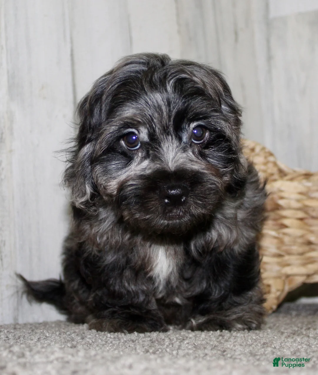 Cockapoo dogs for sale: Cain - Ad 4