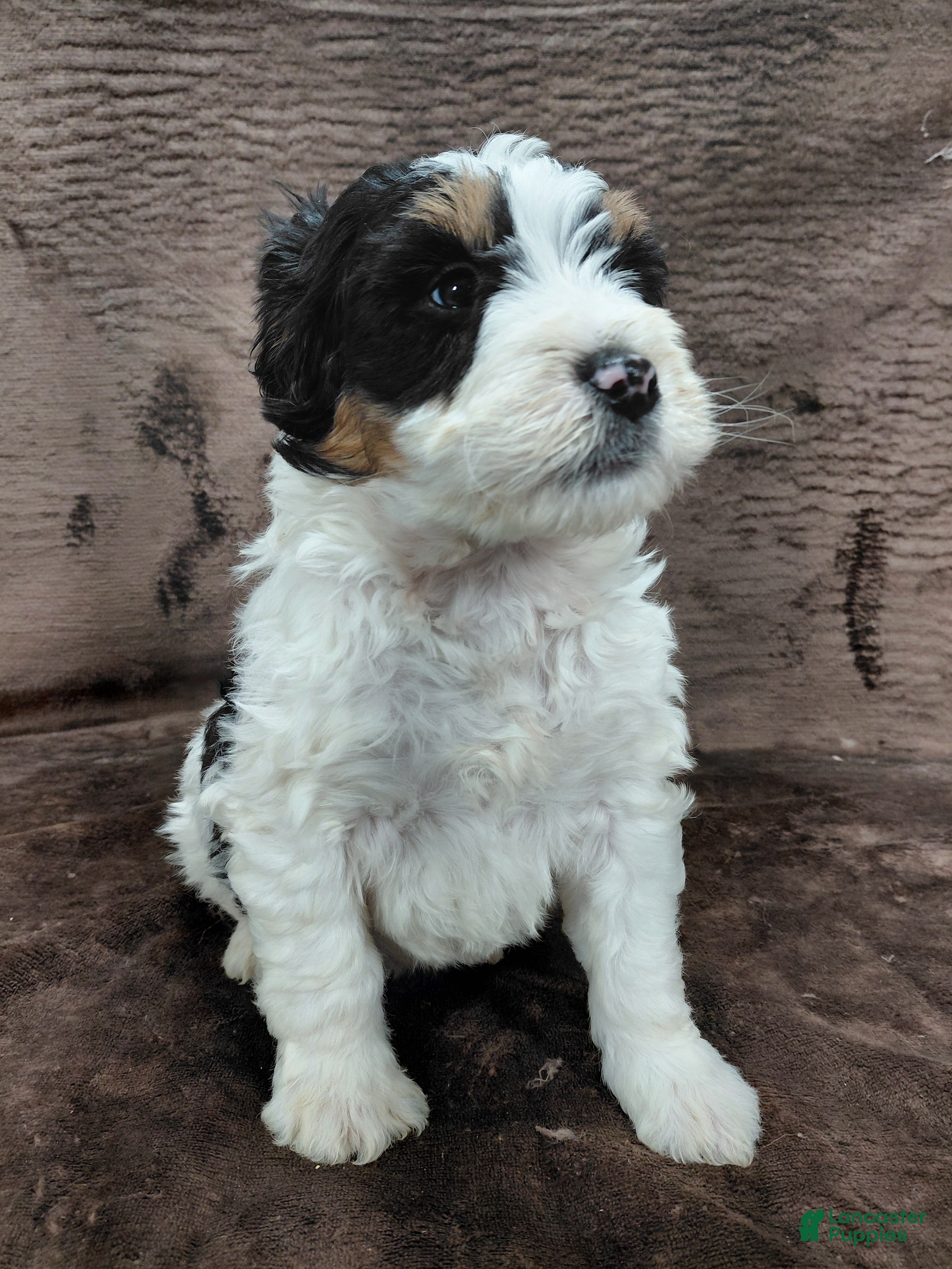 Bernedoodle dogs Bentley - Ad 15