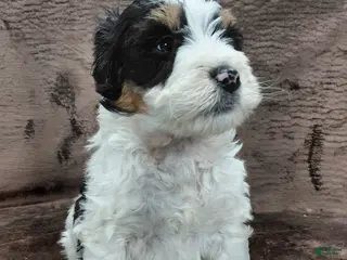 Bernedoodle dogs Bentley - Ad 15