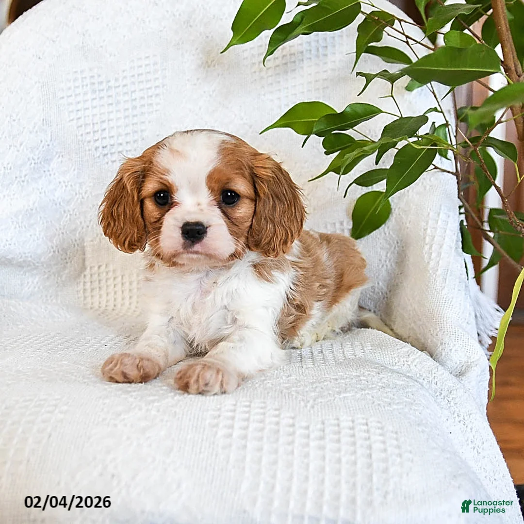 Mixed Breed dogs for sale: Mocha - Ad 4