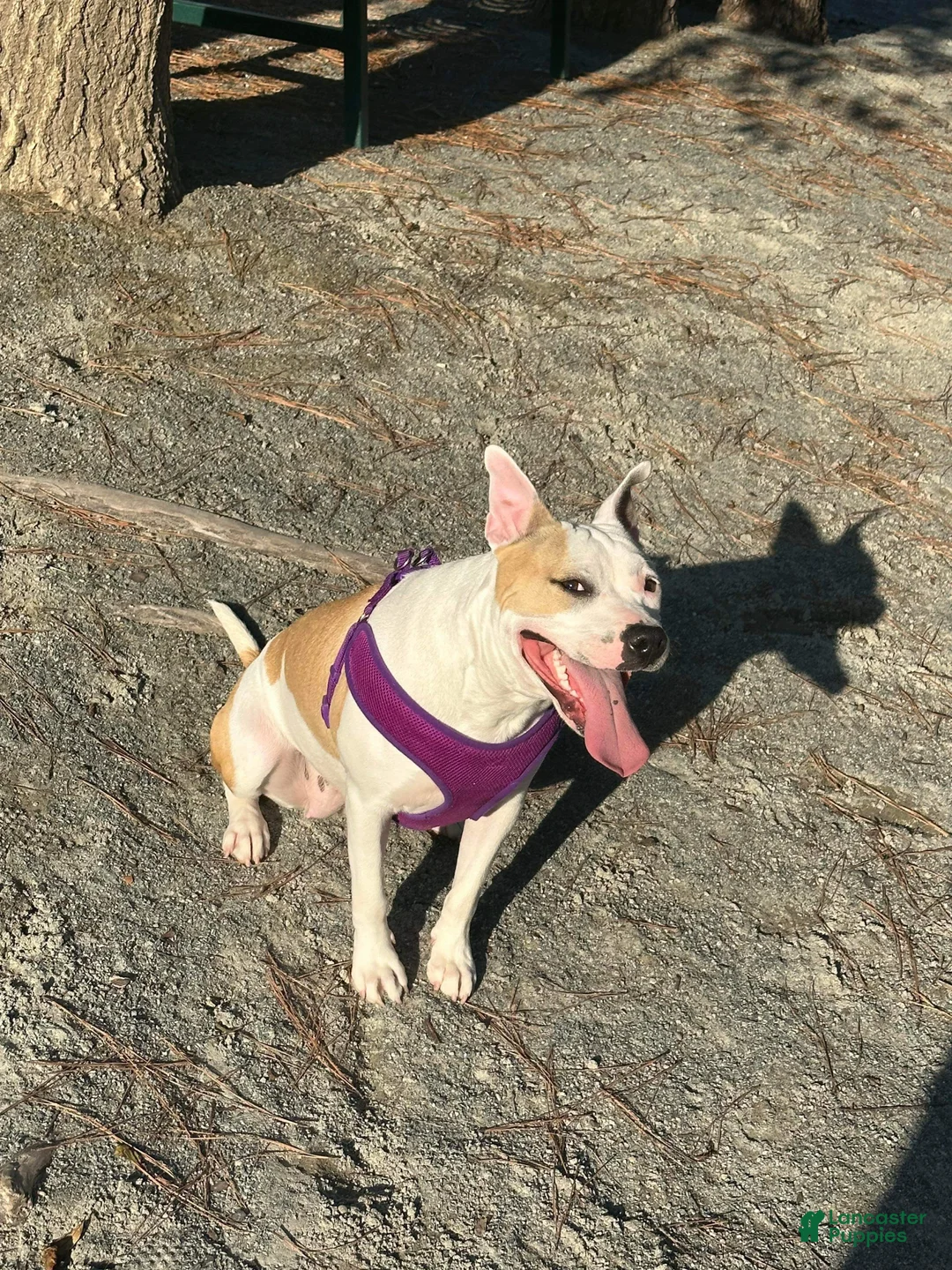 Staffordshire Bull Terrier dogs for sale: Staffordshire Bull Terrier Puppy 1 - Ad 2