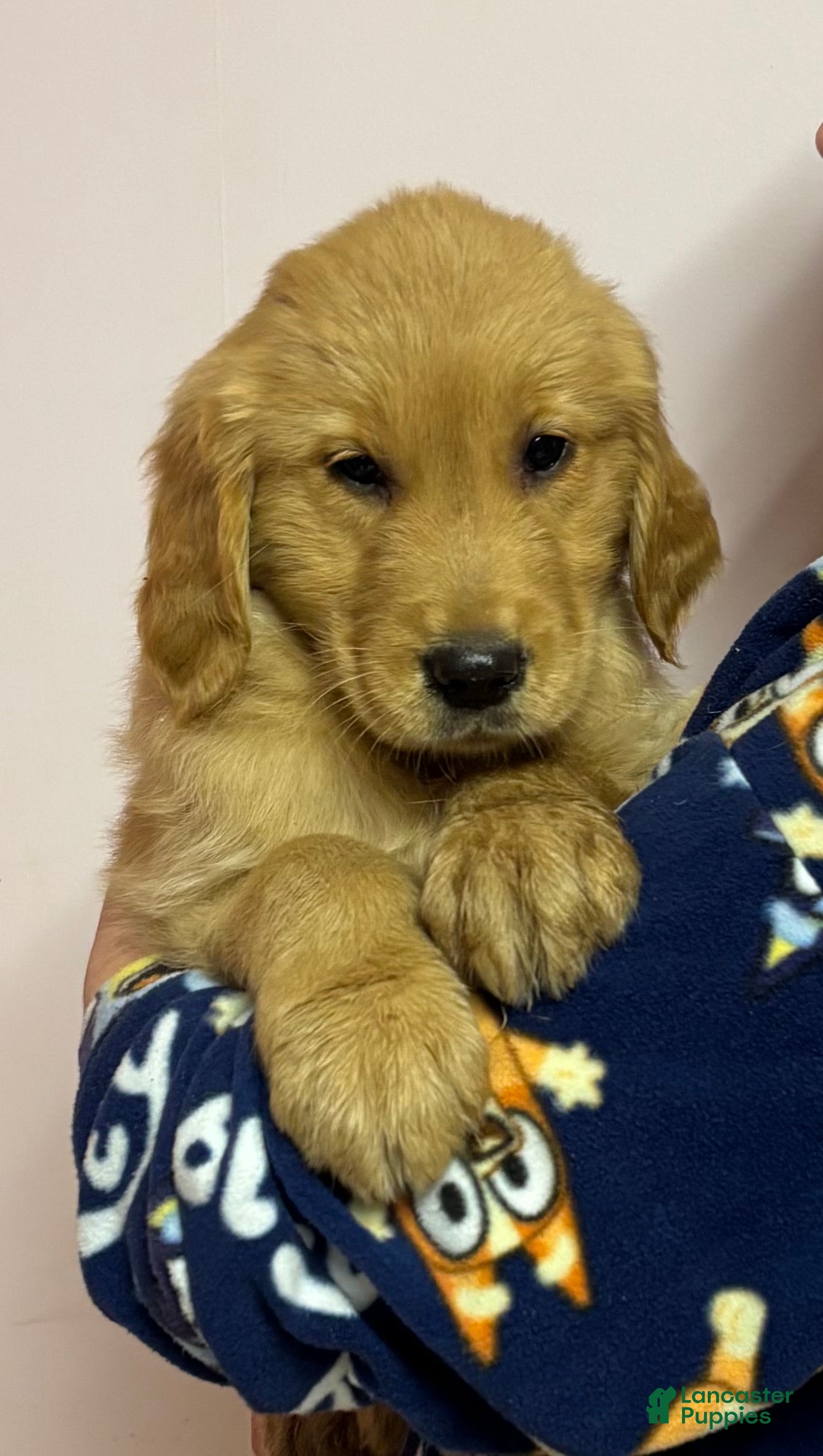 Golden Retriever dogs Misty - Ad 28