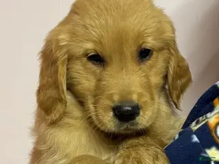 Golden Retriever dogs Misty - Ad 28