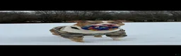 American Bully dogs for stud: Zions 1st litter - Ad 6