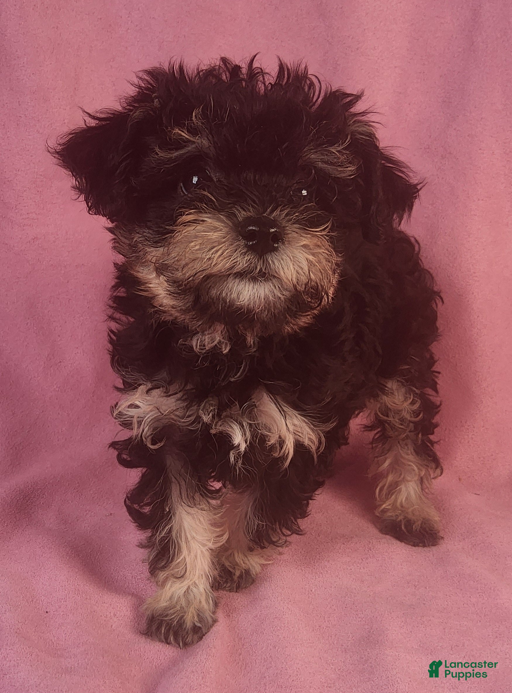 Yorkiepoo dogs LaDazzle Nina~ - Ad 1