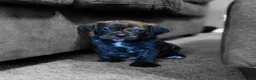 Puggle dogs for sale: Copper - Ad 2