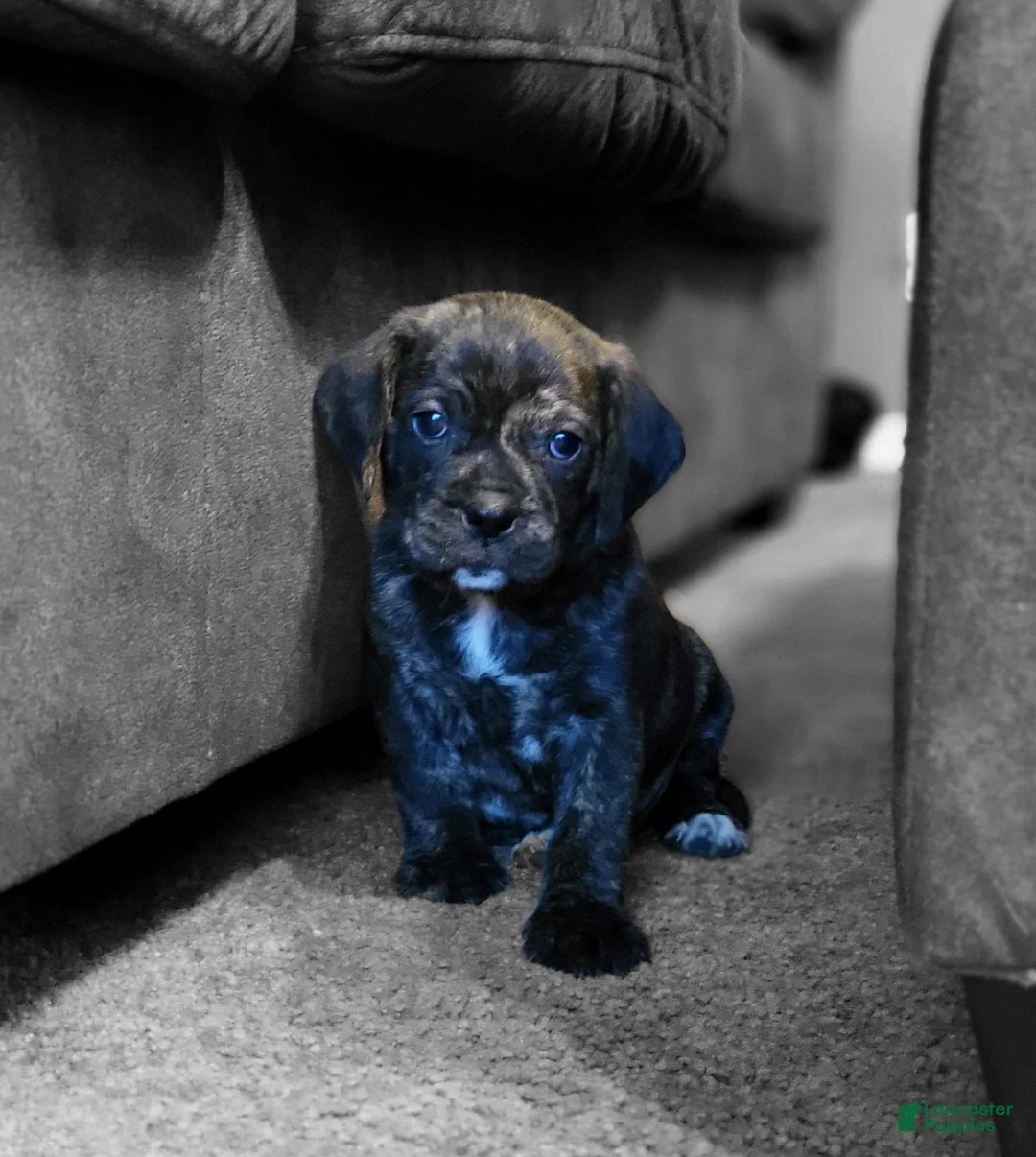 Puggle dogs for sale: Copper - Ad 2