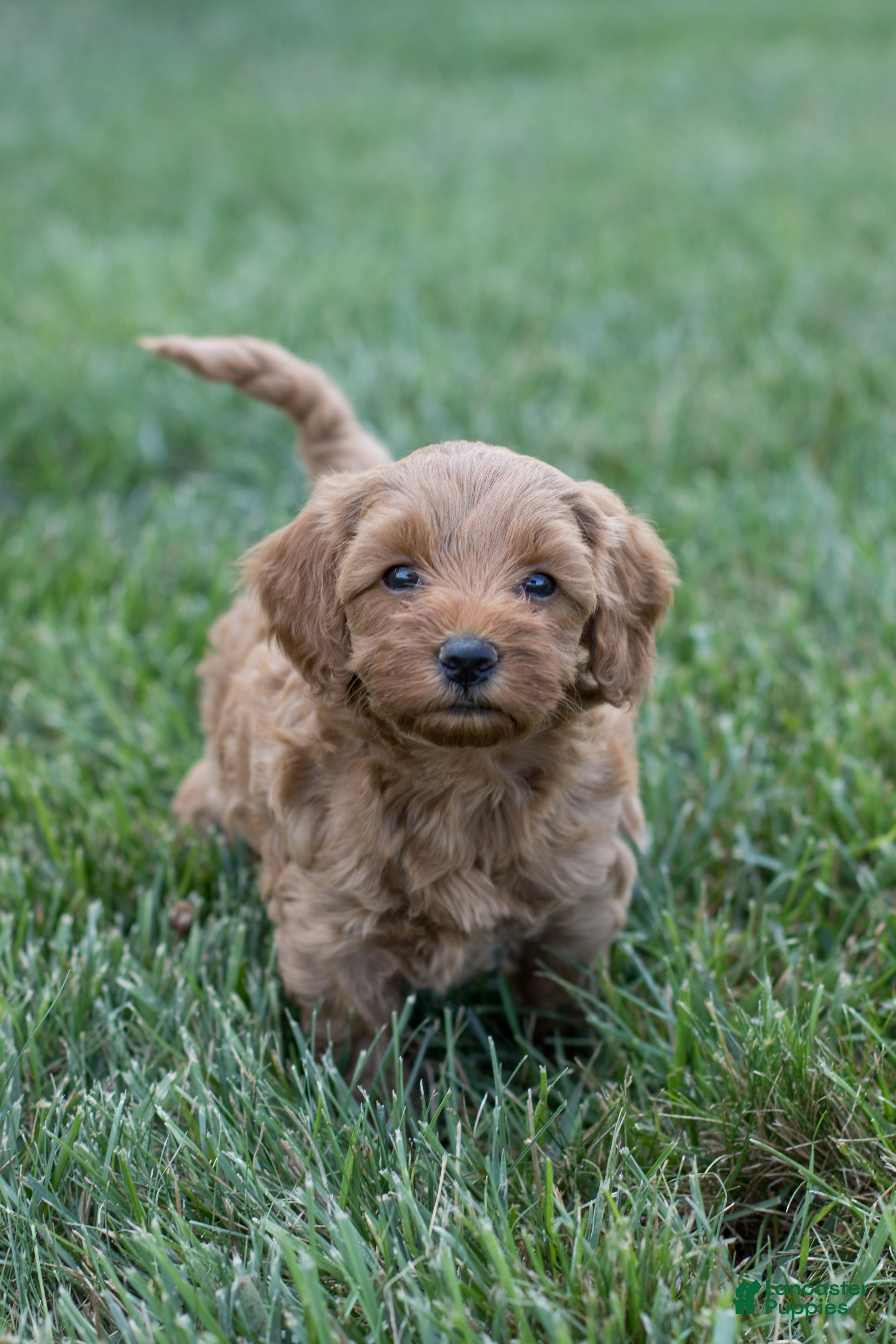 Mini Goldendoodle dogs for sale: Penny - Ad 3