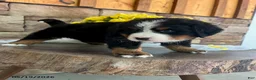Bernese Mountain Dog dogs for sale: Cody - Ad 5
