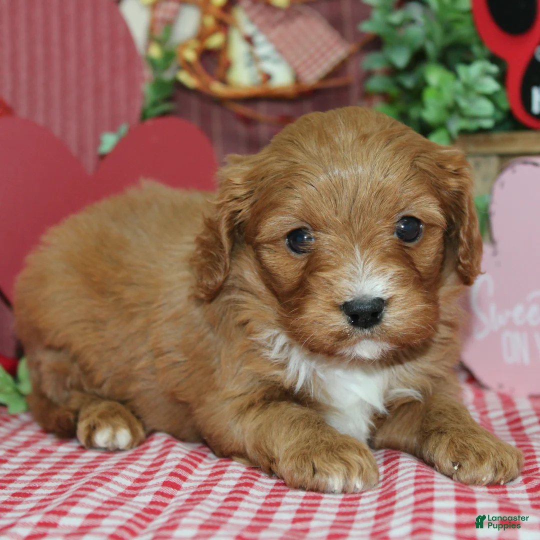Cavapoo dogs for sale: Oliver - Ad 1